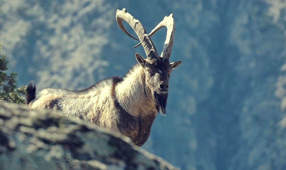 Bezoar Goats