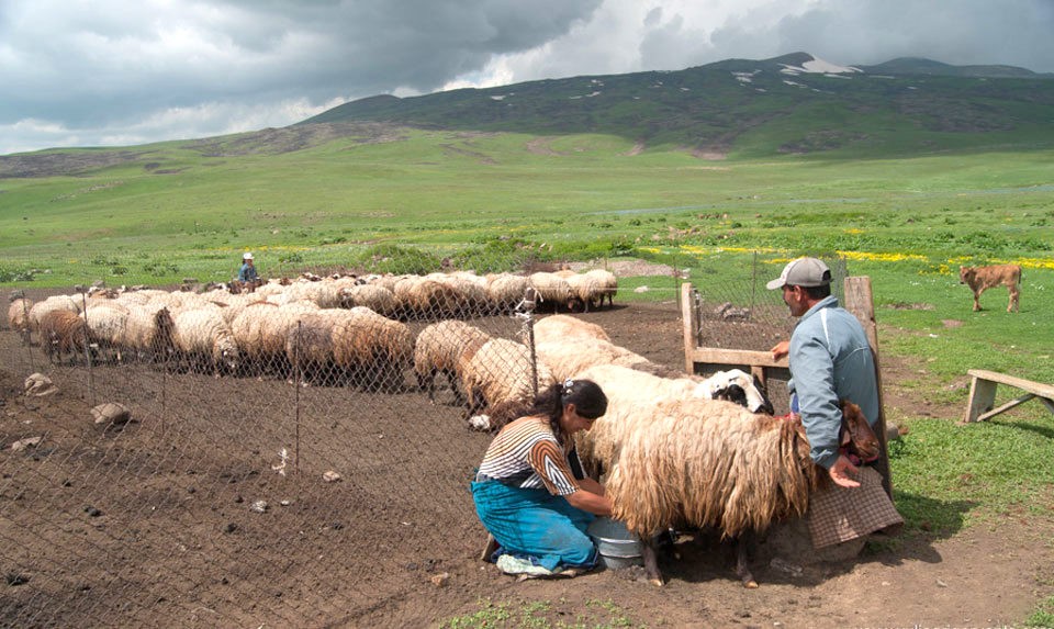 Yazidis In Armenia