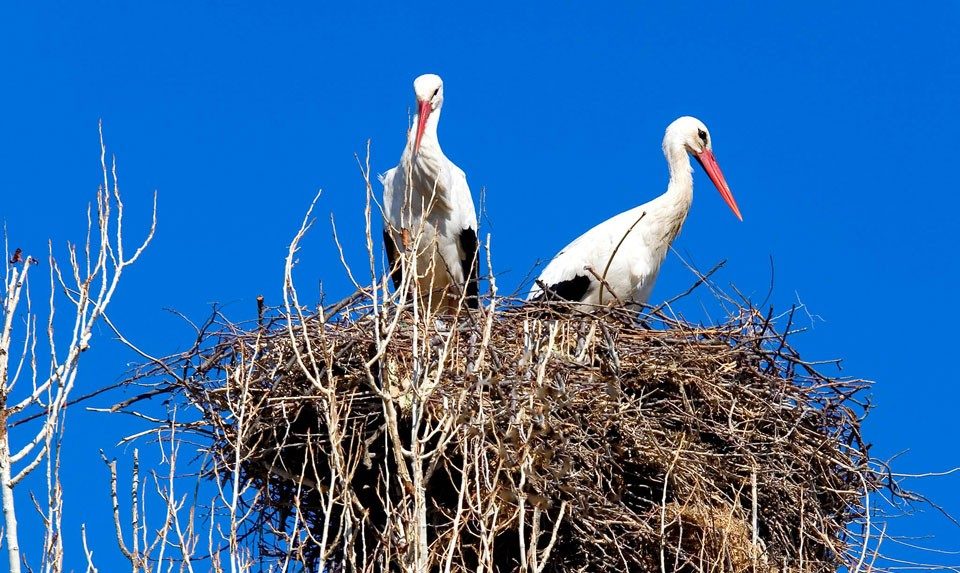 White Storks In Armenia