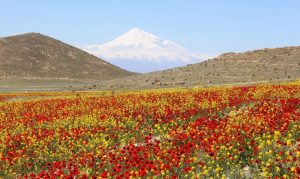 Armenian Nature