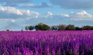 Armenian Nature
