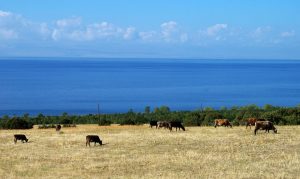 Armenian Nature
