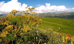 Armenian Nature