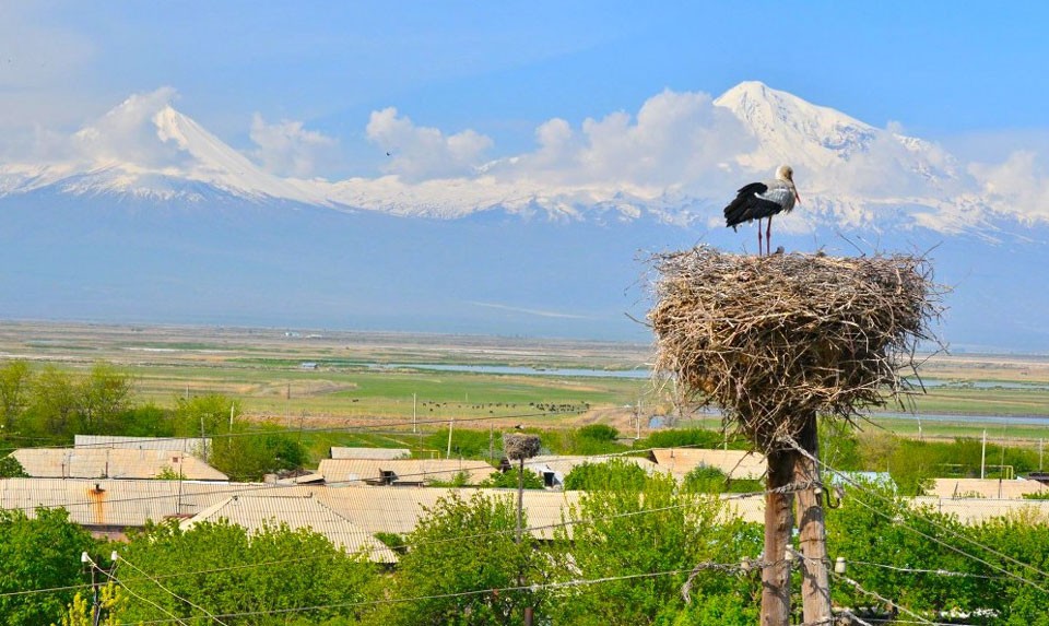 White Storks In Armenia