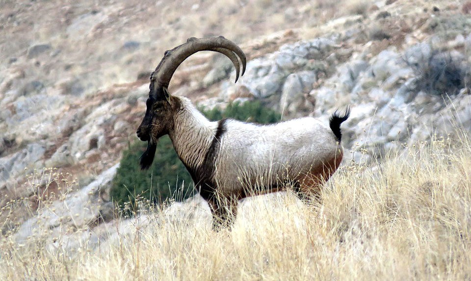 Bezoar goats