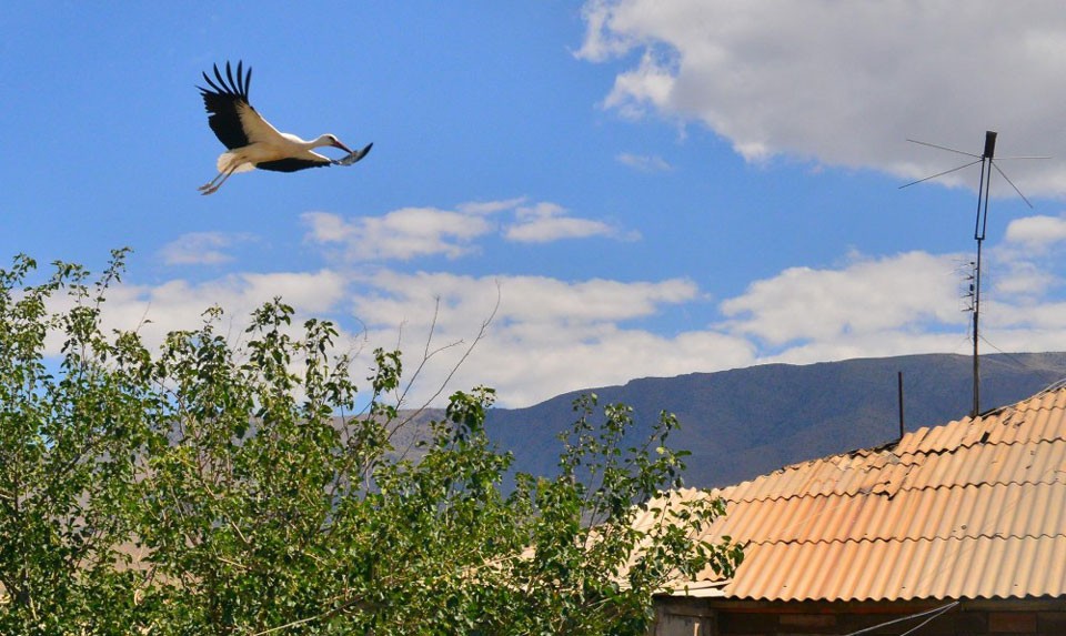 White Storks In Armenia