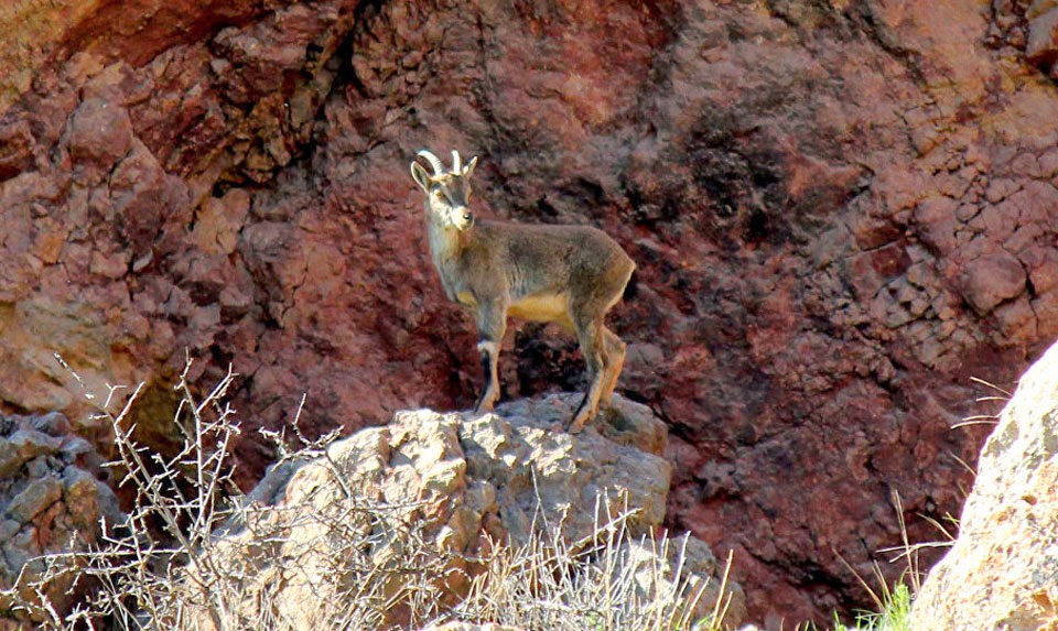 Bezoar Goats