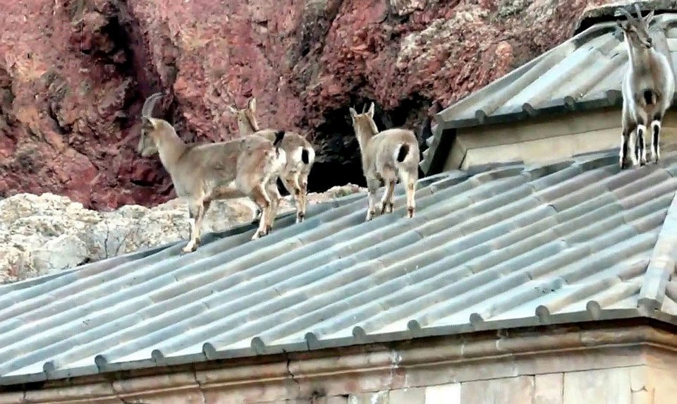 Bezoar Goats