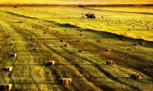 Armenian Nature
