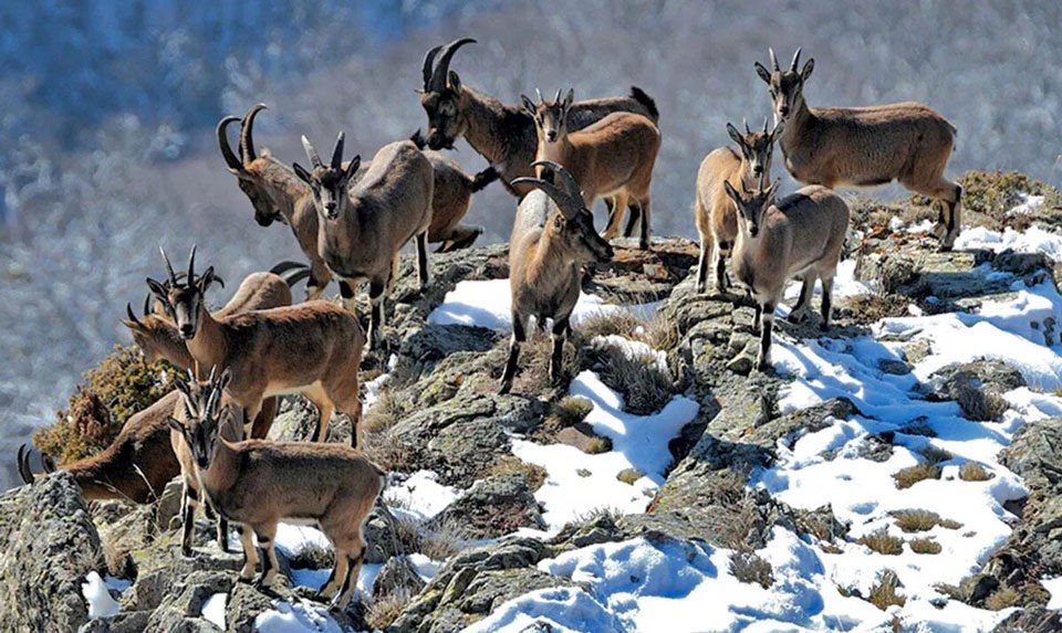 Bezoar goats