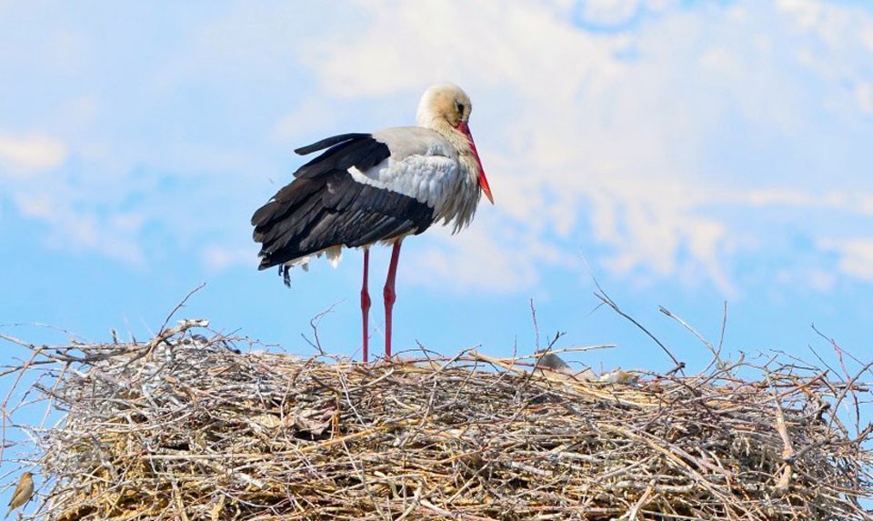 White Storks In Armenia