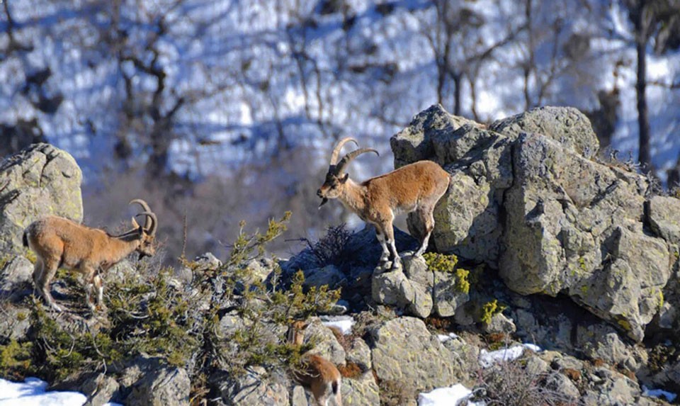 Bezoar Goats