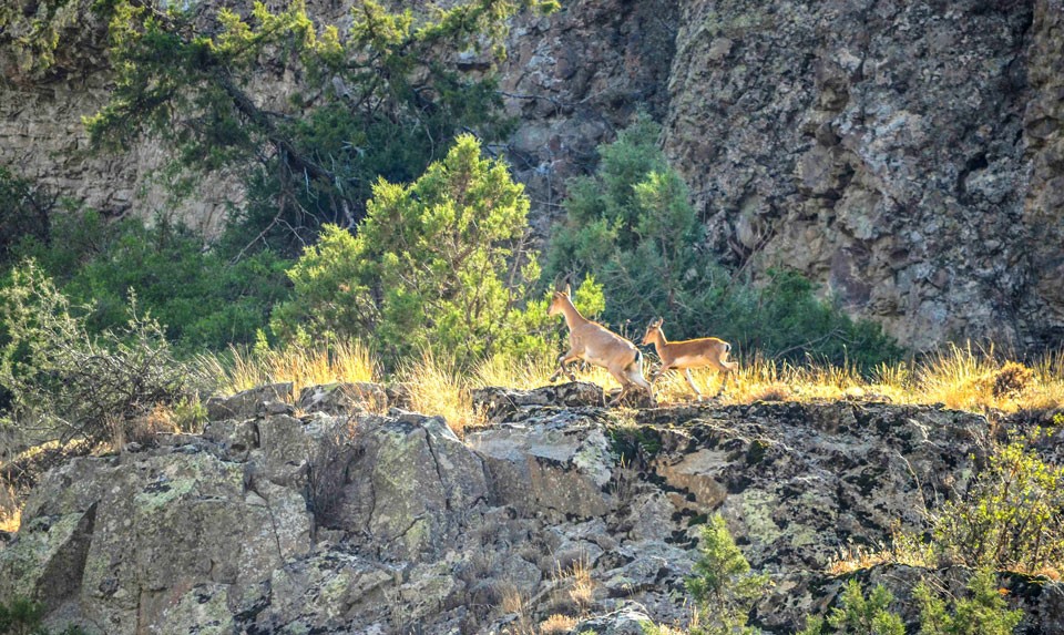 Bezoar Goats