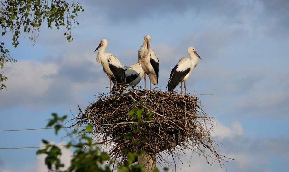 White Storks In Armenia