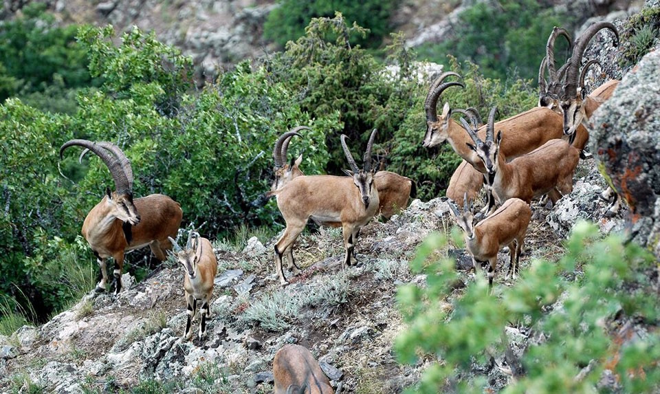 Bezoar Goats
