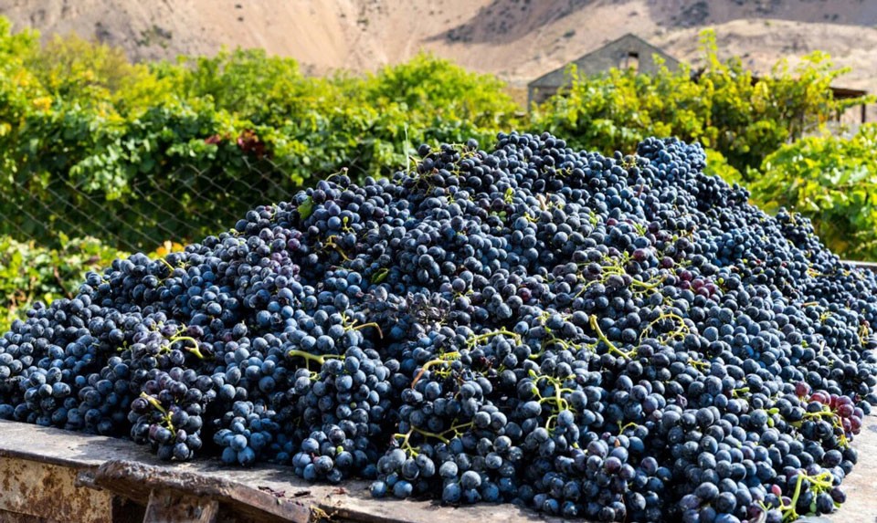 Armenian Wines
