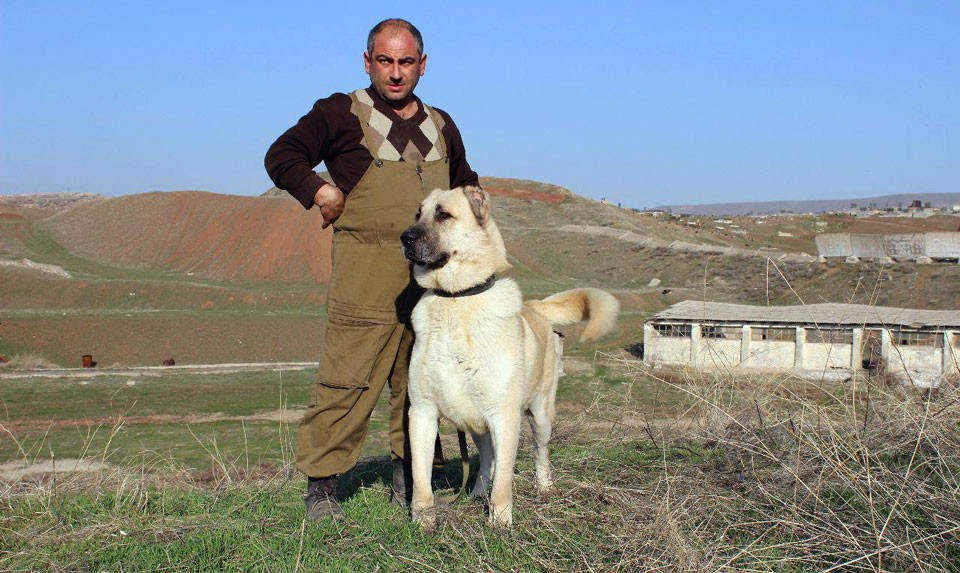 Armenian Gampr