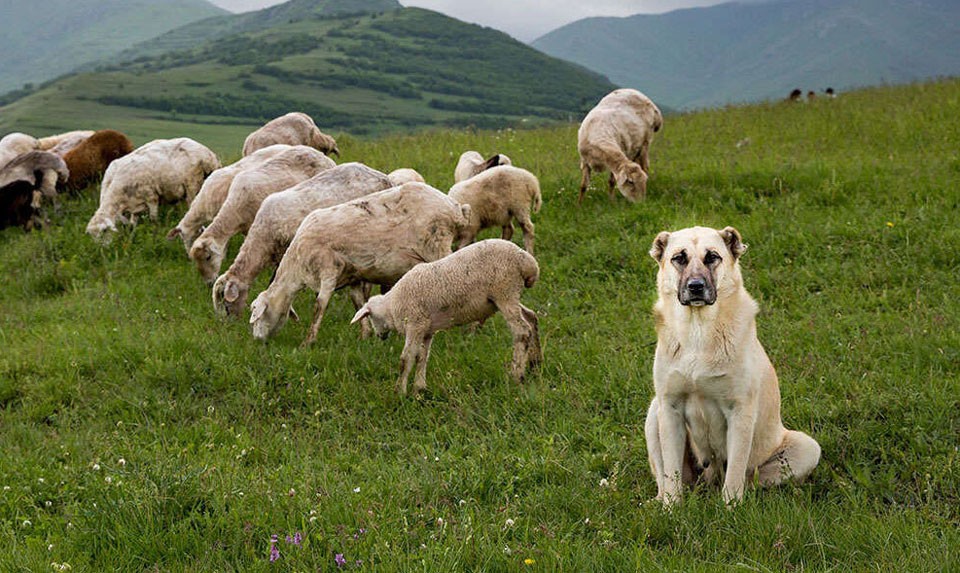 Armenian Gampr