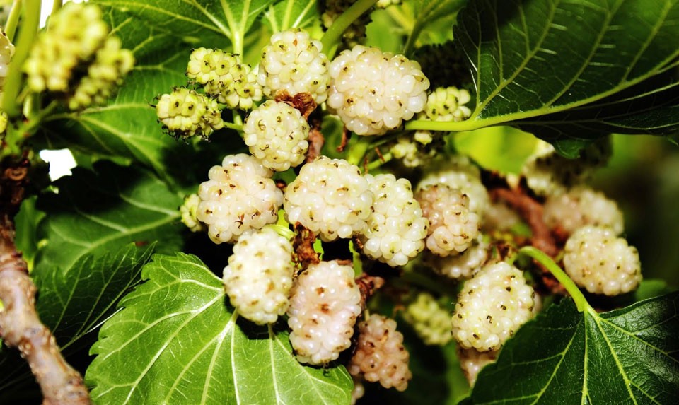 Armenian Mulberry Vodka