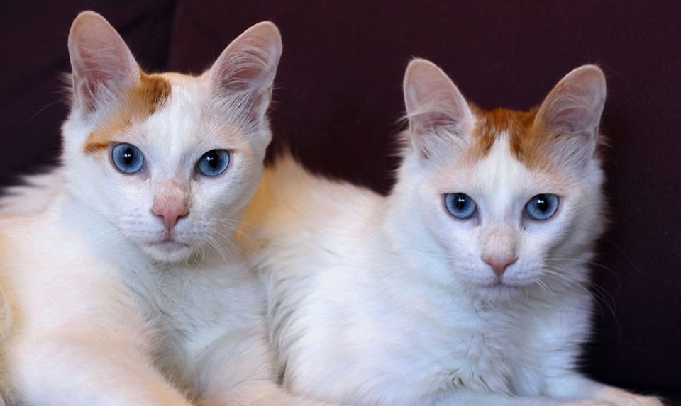 Van Cats