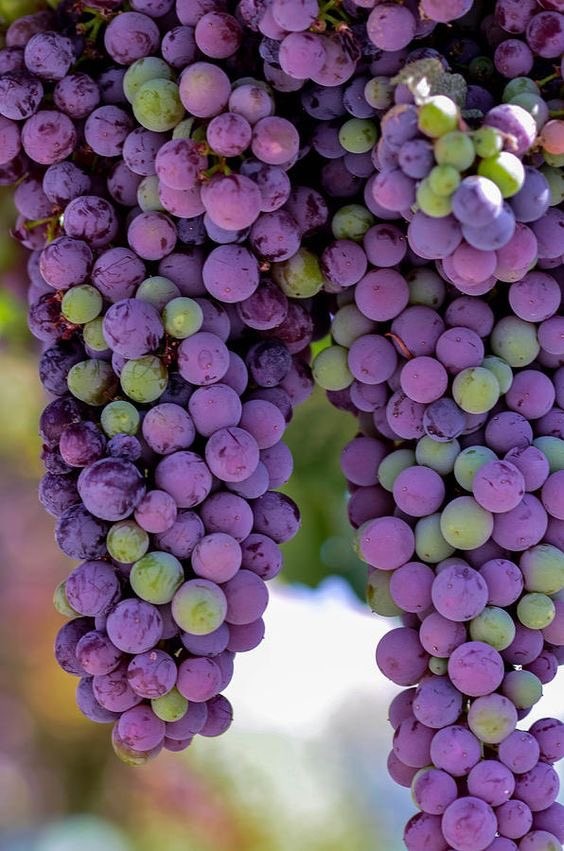 Armenian Wines