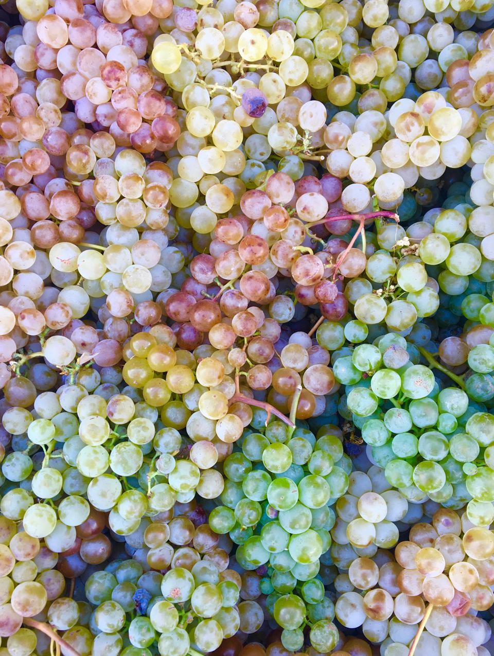 Armenian Wines