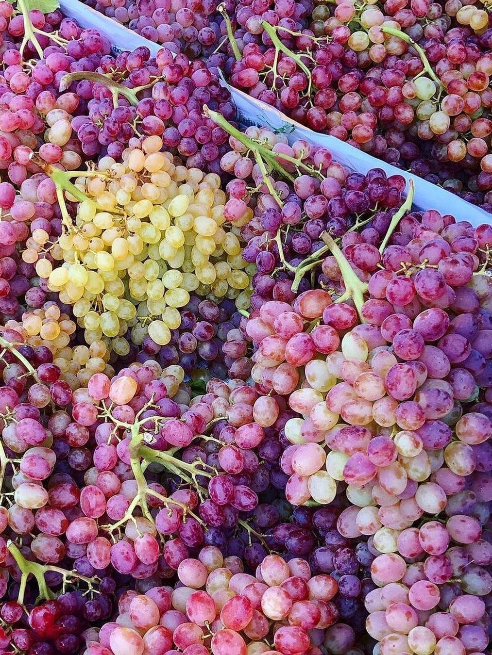 Armenian Wines