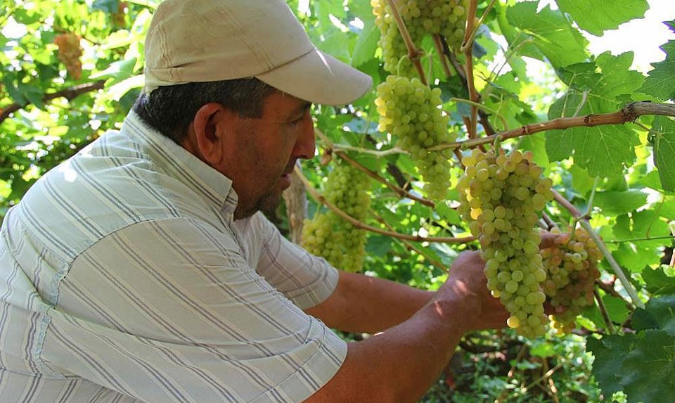 Armenian Wines