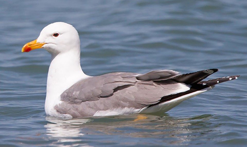 Armenian Gull