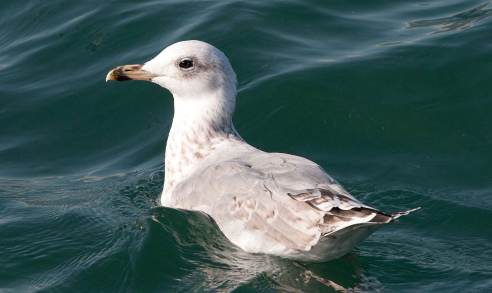 Armenian Gull