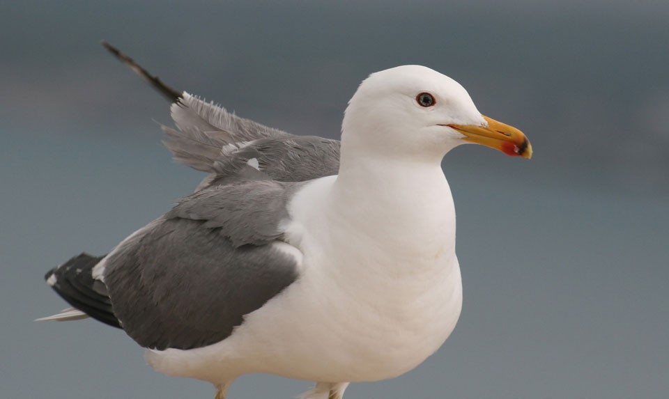 Armenian Gull