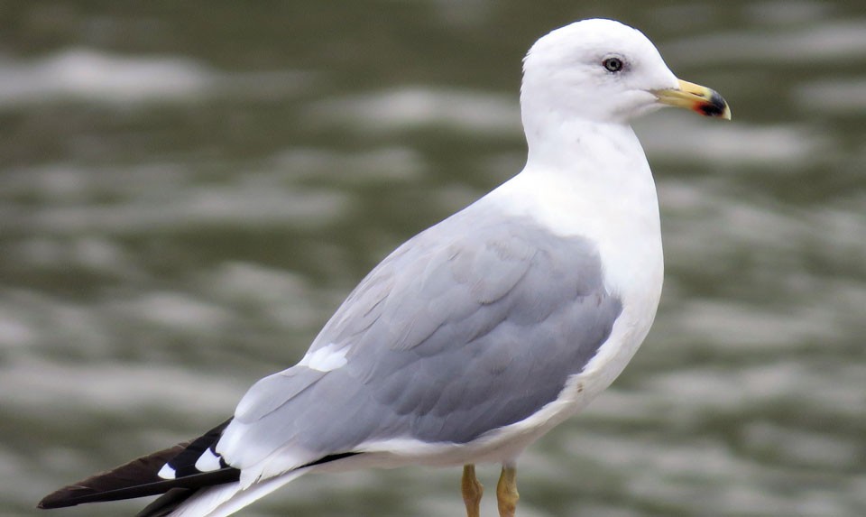 Armenian Gull
