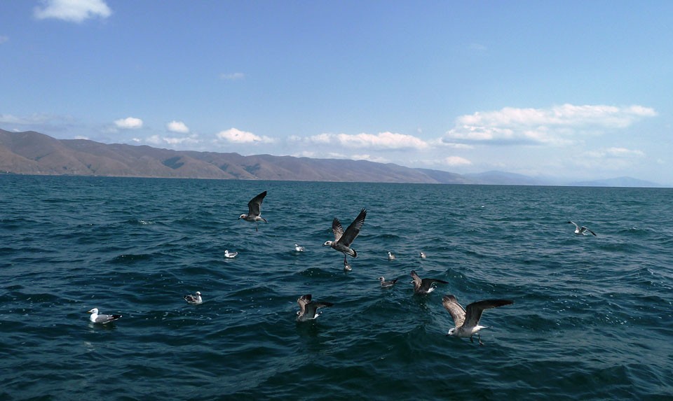 Armenian Gull