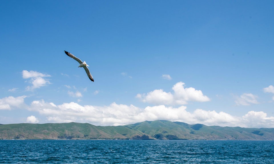 Armenian Gull