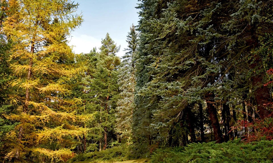 Stepanavan Dendropark