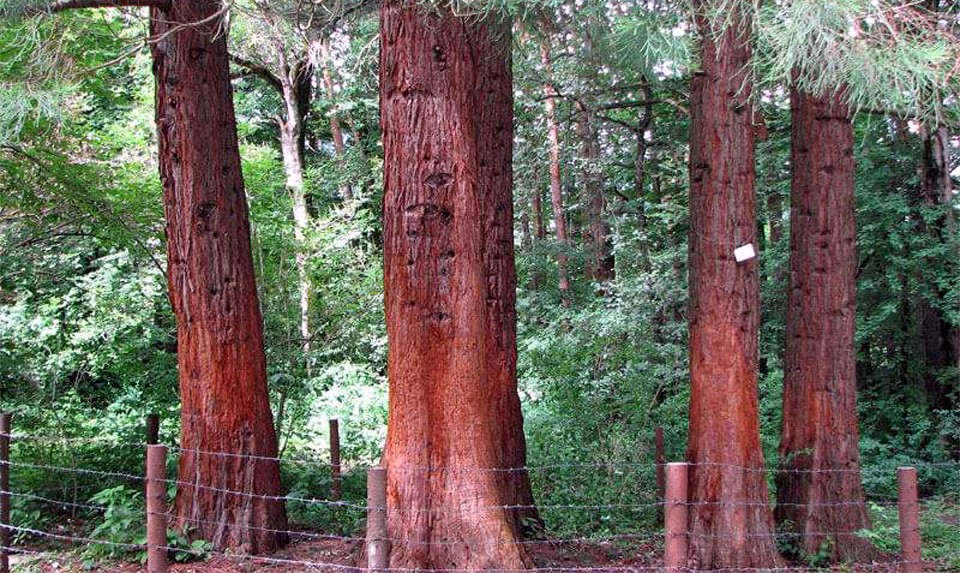 Stepanavan Dendropark