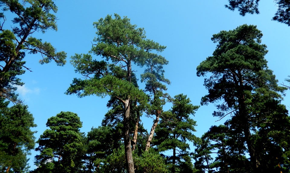 Stepanavan Dendropark