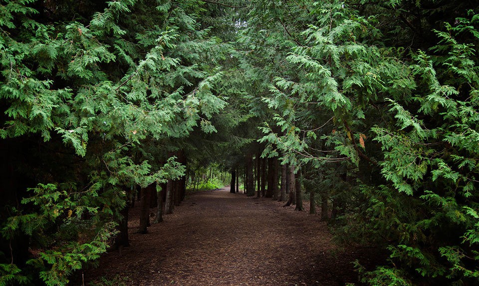 Stepanavan Dendropark