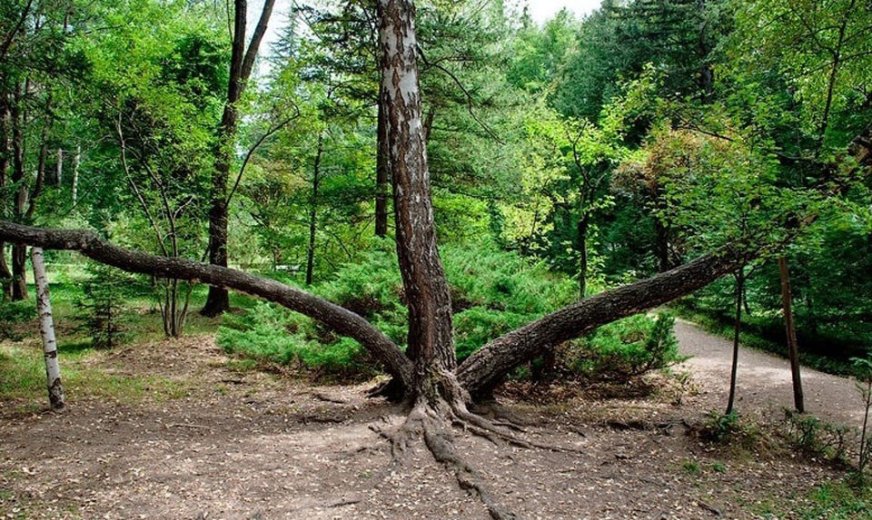 Stepanavan Dendropark